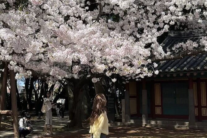 Small Group Tour East Jeju Cherry Blossom & Woman Diver Show - Why this nine-hour East Jeju day works
