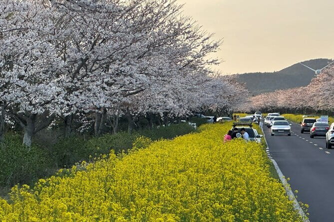 Small Group Tour East Jeju Cherry Blossom & Woman Diver Show - Noksan-ro and the yellow-and-pink spring view