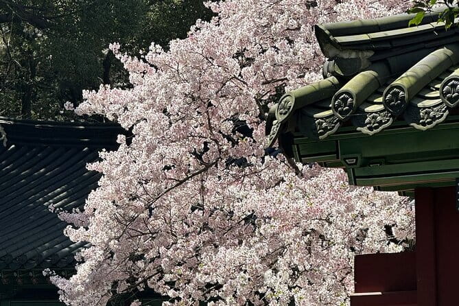 Small Group Tour East Jeju Cherry Blossom & Woman Diver Show - Jeonnonglo Road and the first cherry blossoms