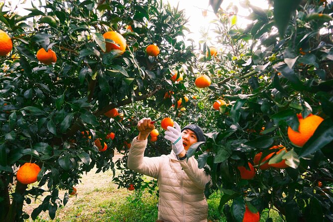 Small Group Tour for Jeju Fall Pink Muhly, Tangerines & Mt. Halla - Key points at a glance