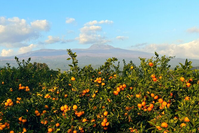 Small Group Tour for Jeju Fall Pink Muhly, Tangerines & Mt. Halla - Why this Jeju autumn route works