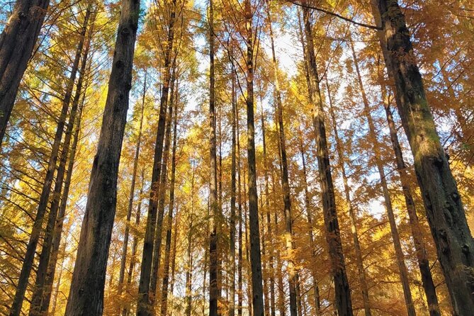 Suwon Hwaseong Fortress & Jangtaesan Full-Day Tour: Autumn Leaves - Guides Mac and Jun: why the human element matters