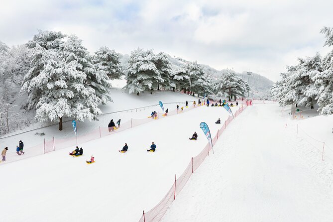 Vivaldi Park Winter Ski Resort with Nami Island Tour from Seoul - Three hours on Nami Island